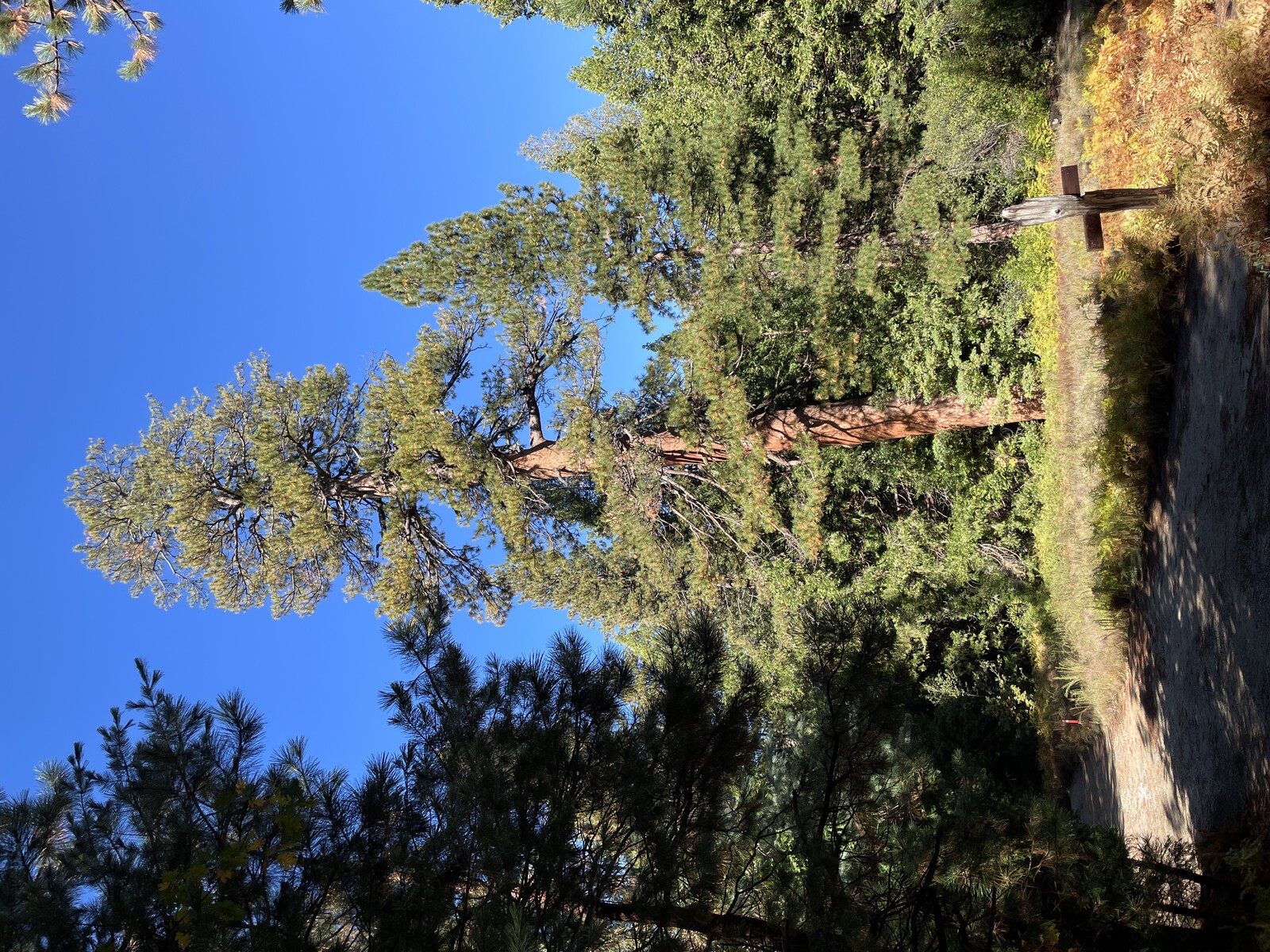 big-tree-1788301727.JPG