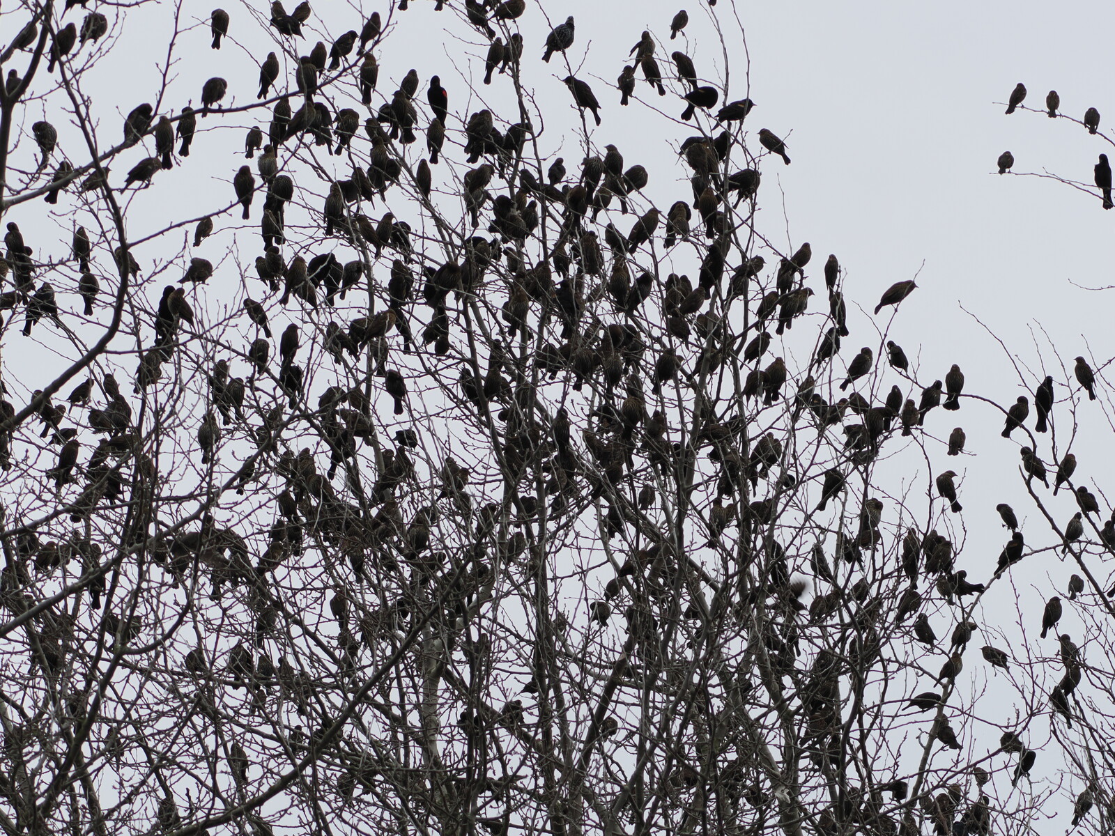 Blackbirds at rest