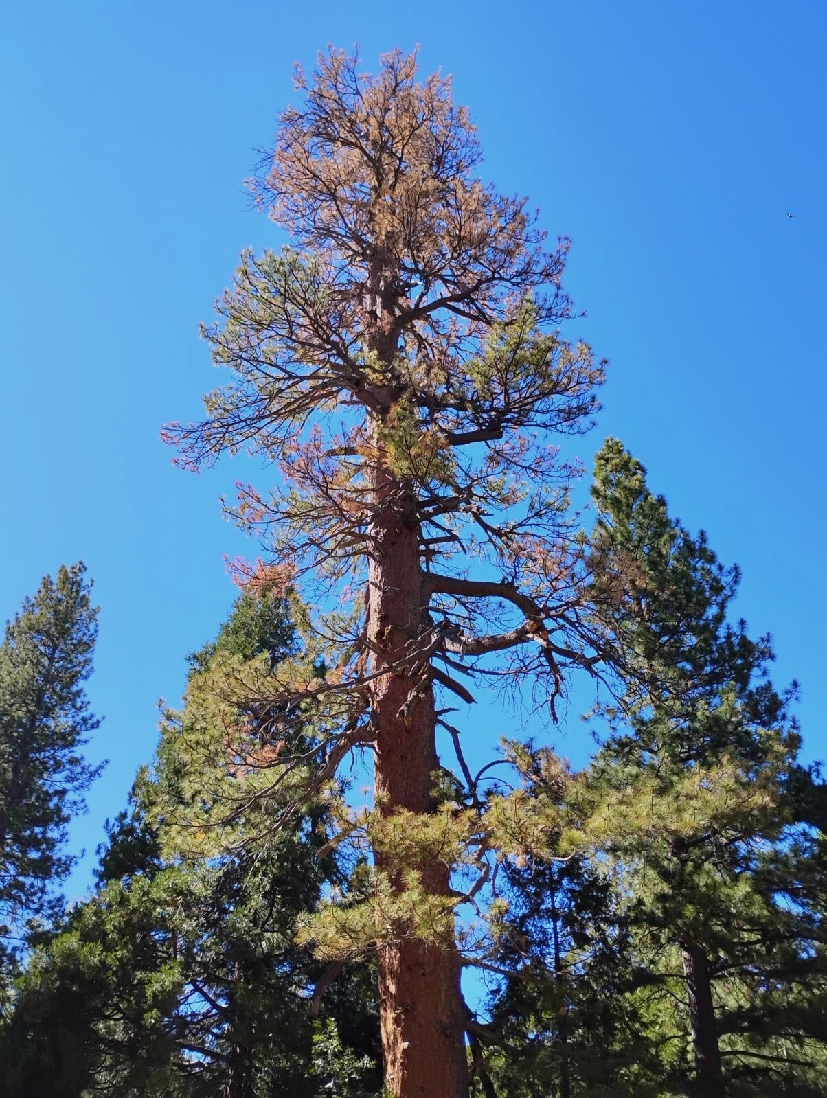 An Ode to a Tree