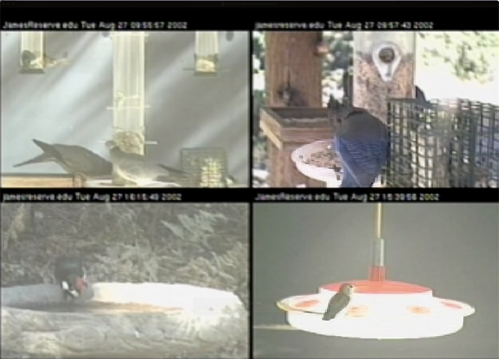feedercams-1771872881.jpg