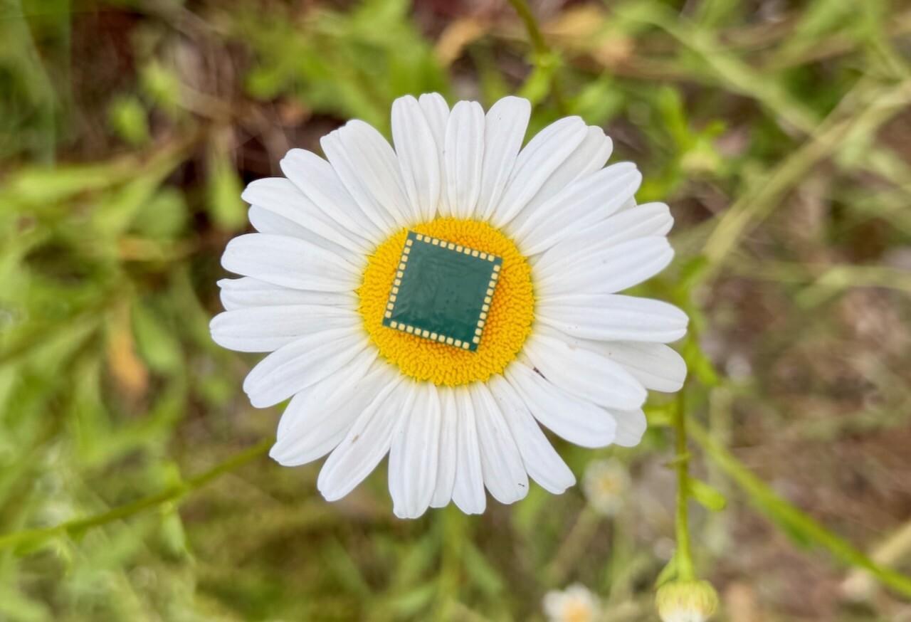 Cousins in Silicon