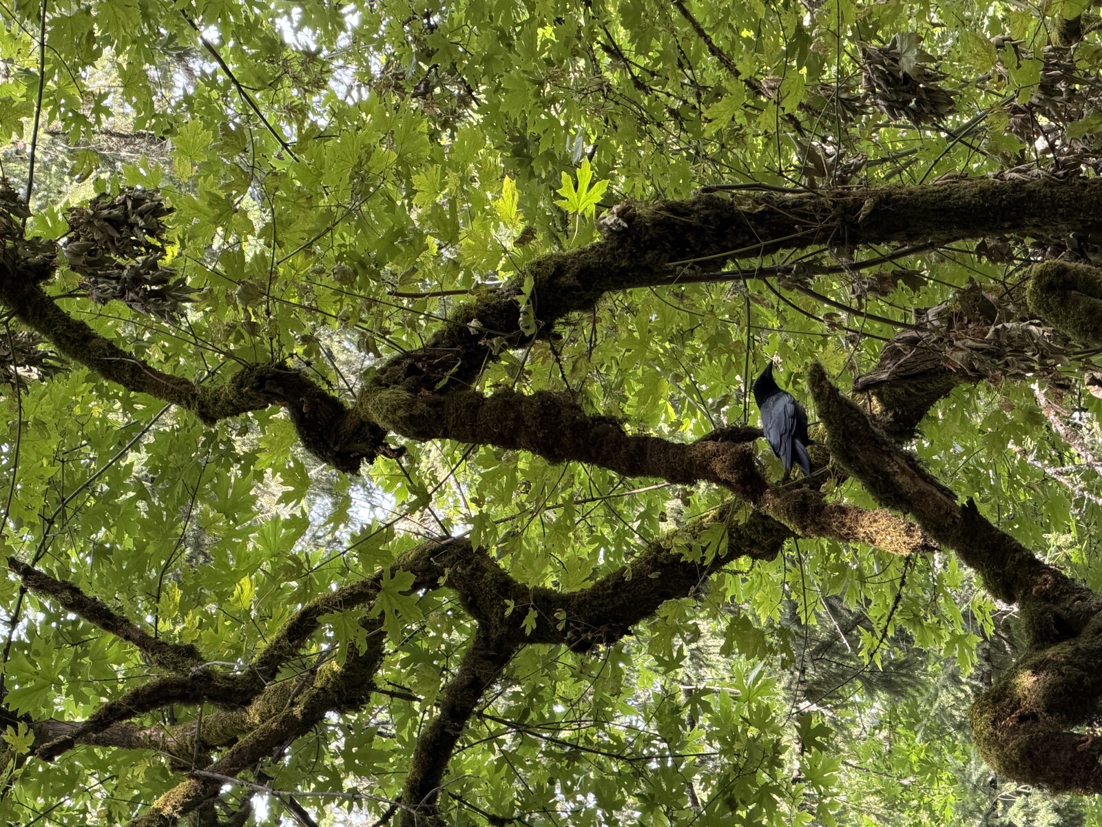 Field Naturalist and Assistant: Building Coexperience
