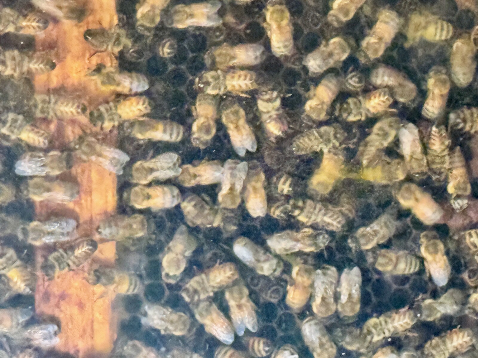 bees and brains