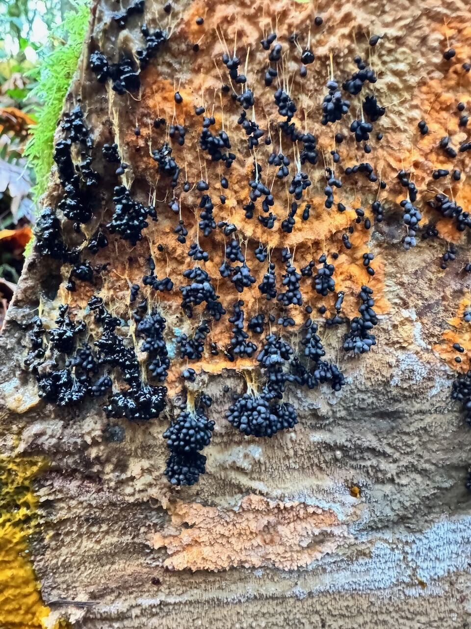Will Smith Never Fought a Slime Mold