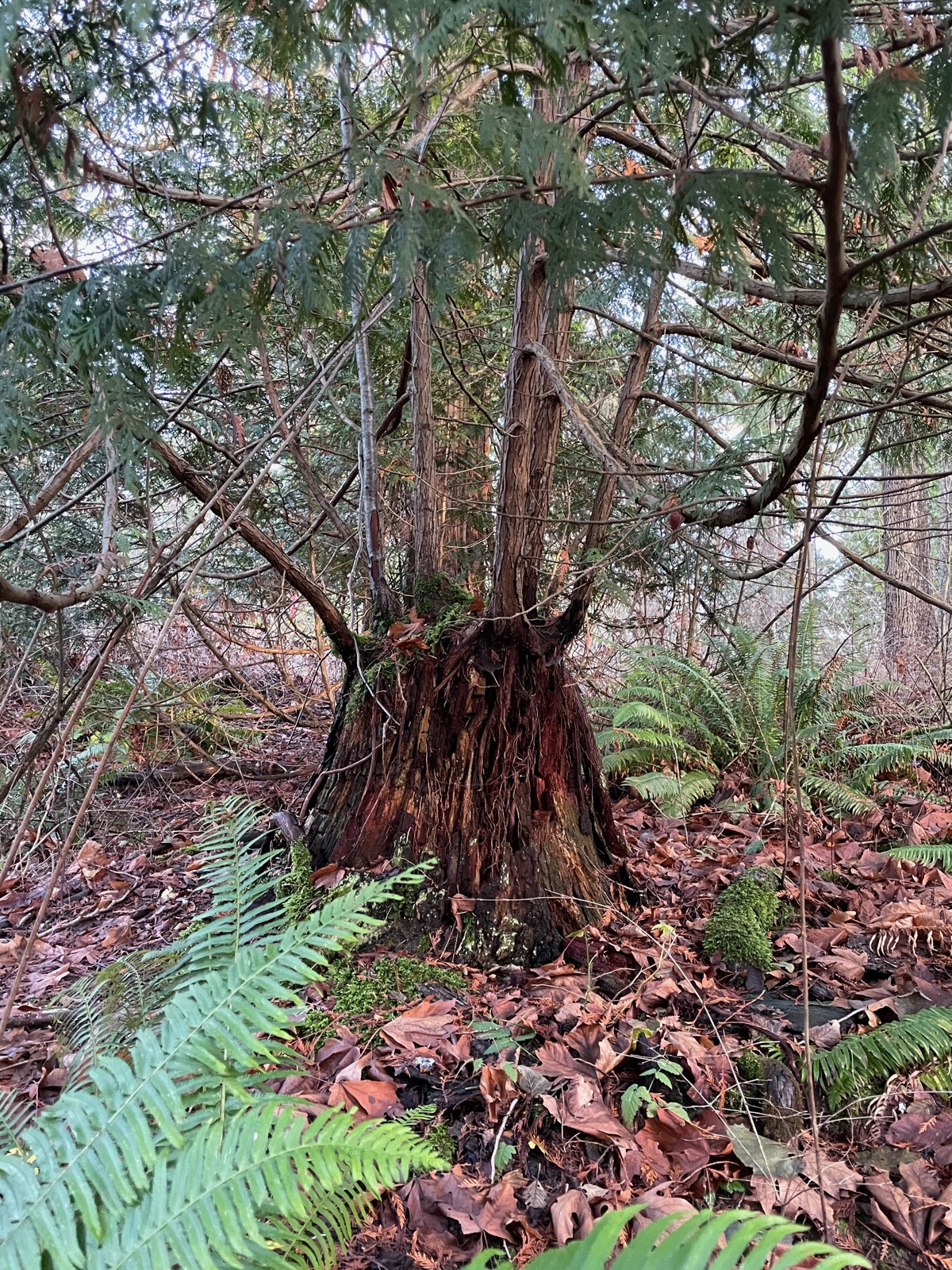 Western Red Cedar